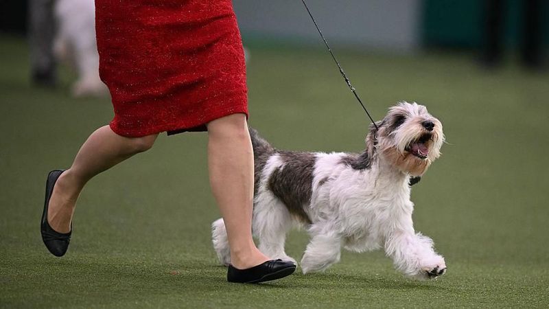 Meghan the Petit Basset Griffon Vendéen at Crufts 2026