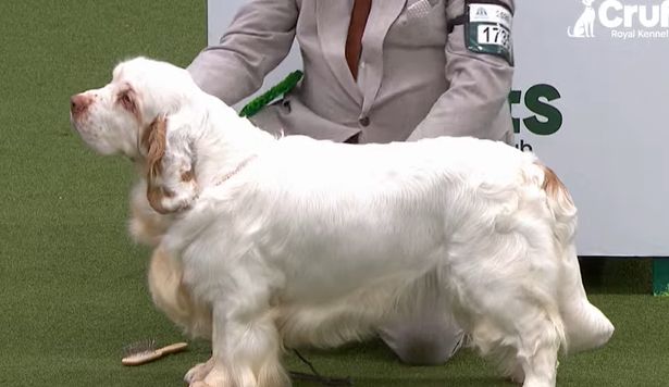Photo from Birmingham Mail coverage of the Gundog Group at Crufts 2026