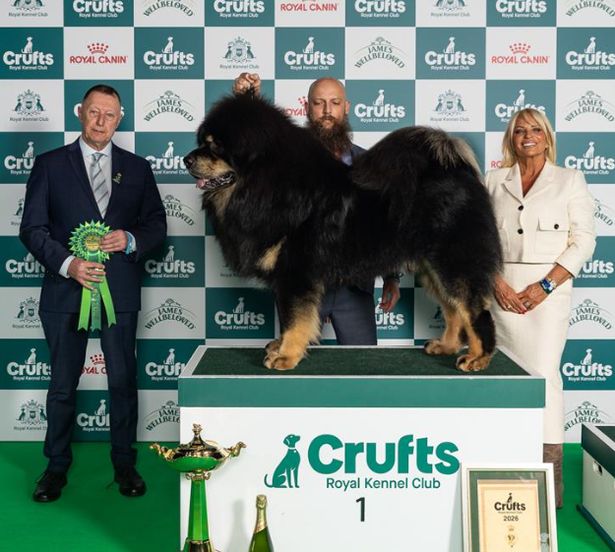 Photo from Birmingham Mail coverage of the Working Group at Crufts 2026