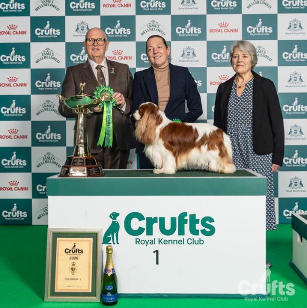 Photo from Birmingham Mail coverage of the Toy Group at Crufts 2026