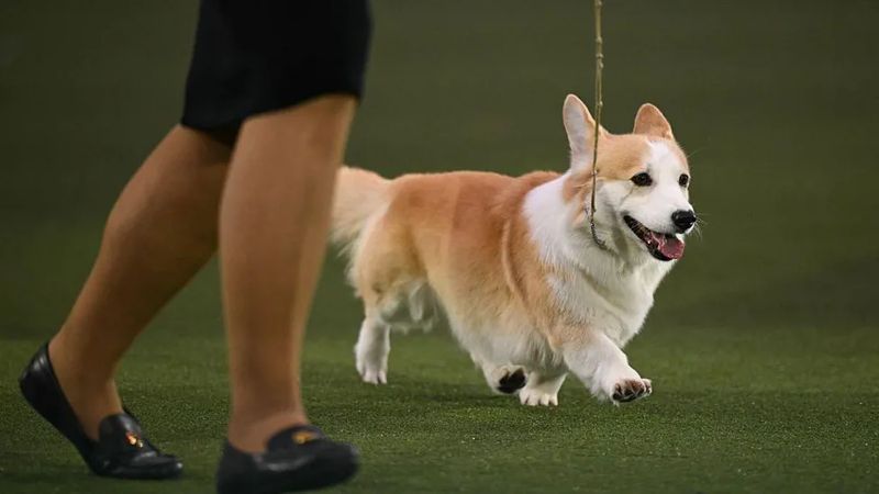 Hazel the Pembroke Welsh Corgi walked around the ring at Crufts 2026